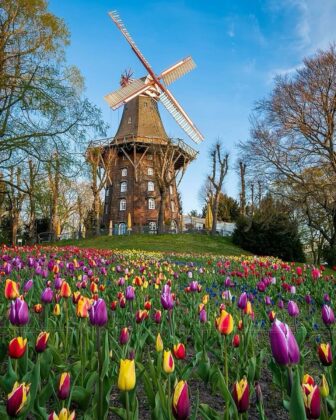 Keukenhof tulip gardens Netherlands