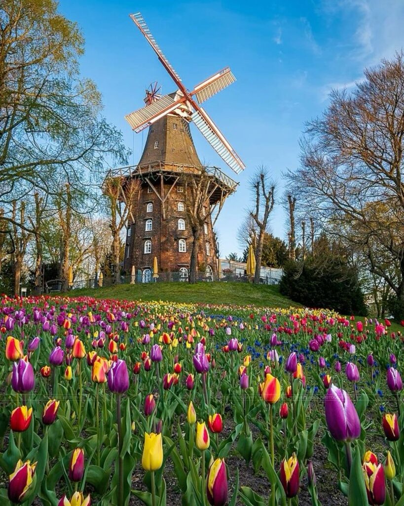 Keukenhof tulip gardens Netherlands